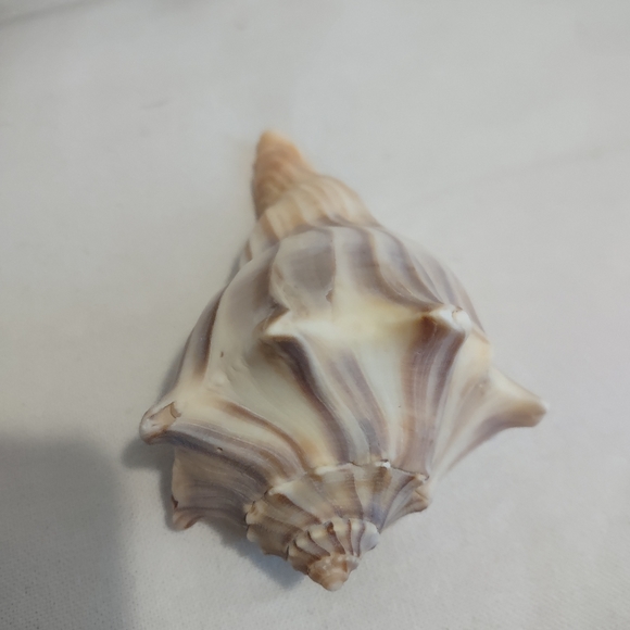 5 lb of Seashell Whelk Welk Shell Beach Shelf Display Decor Aquarium - Picture 8 of 10